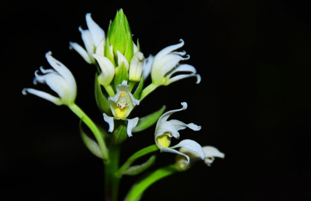Especies de orquideas